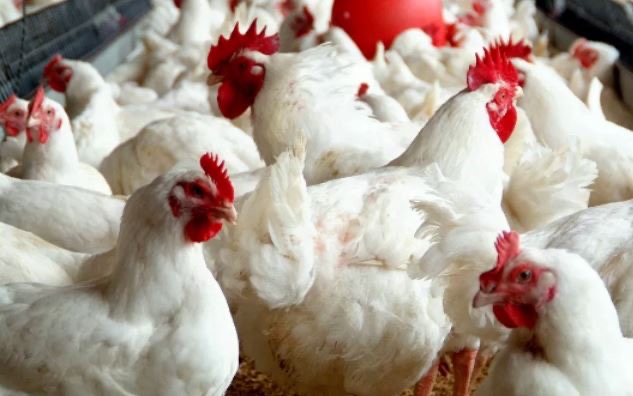 Ogun LG Poultry Farm Records Zero Mortality as Birds Move to Battery Cage System 1 23284342 e856 4b02 9326 1a7c23134fe2
